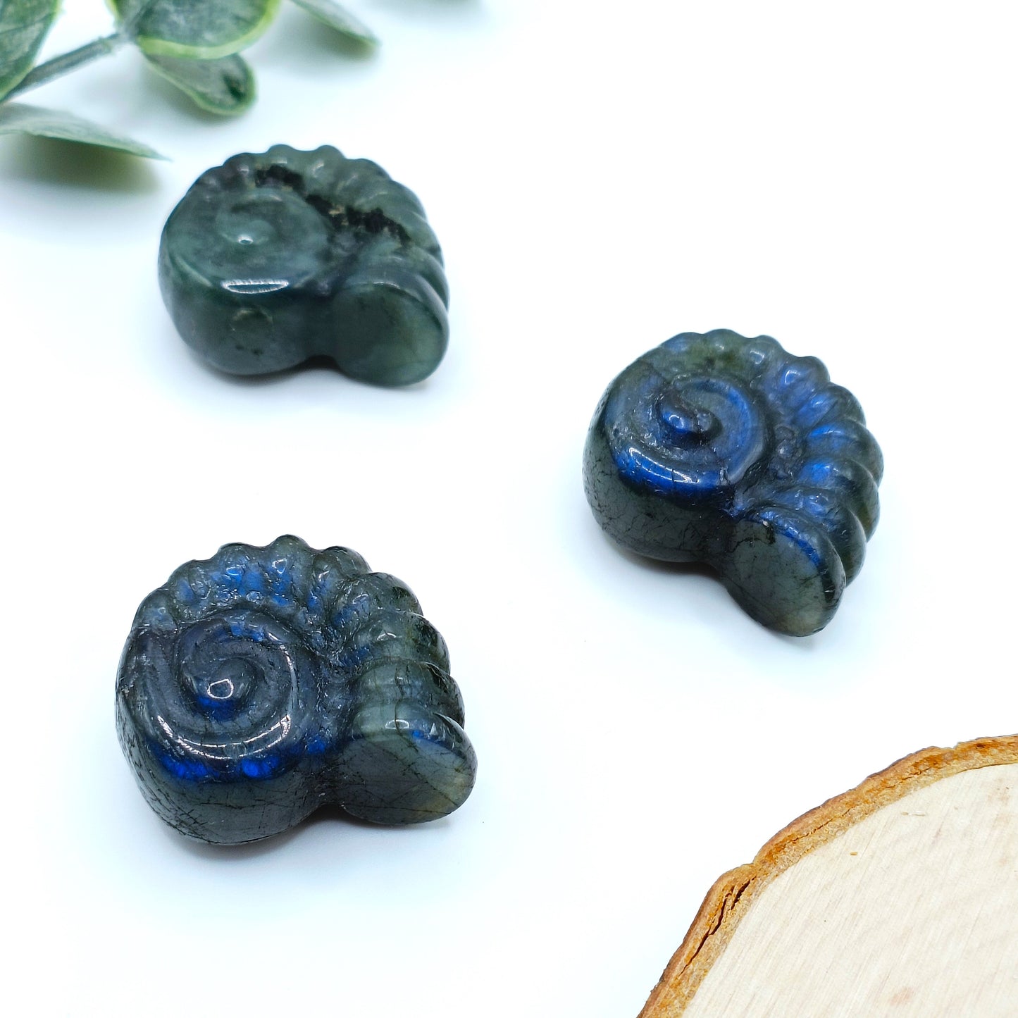 Conchiglia in Labradorite